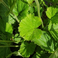 Geum 'Lemon Drops'